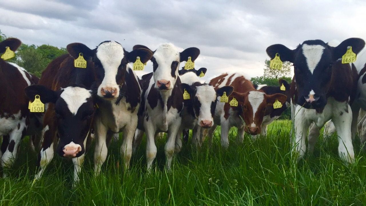 Multi-agency initiative doubles sire recording at birth