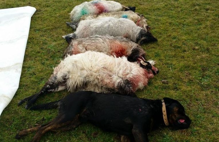 Solution to dog attacks rests fairly and squarely with owners - Minister