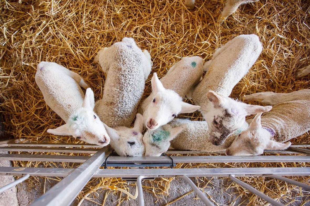 Volac to host free lambing webinar with vet and advisors