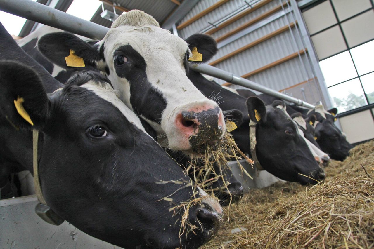 UK dairy farmers urged to take part in national survey