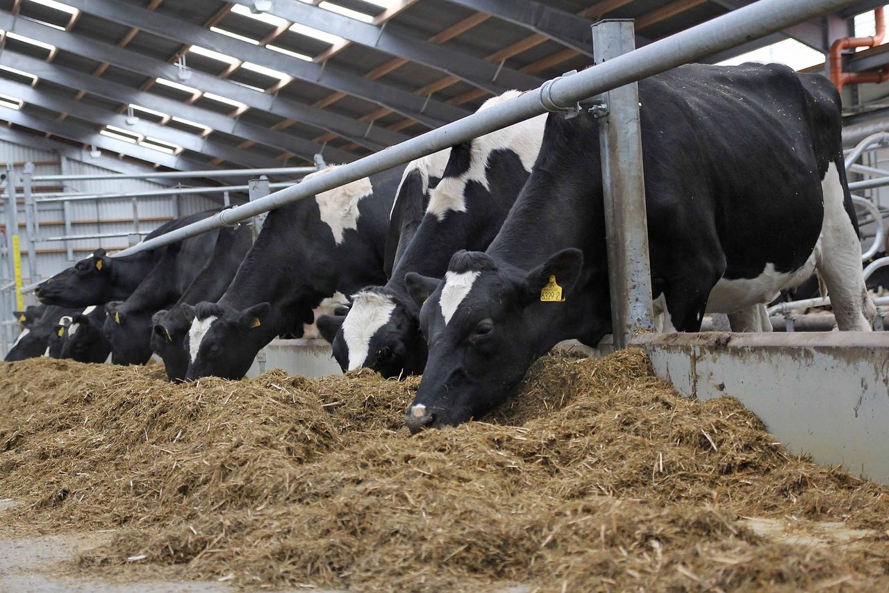 '50% of UK dairy farmers see no future and plan to quit production'