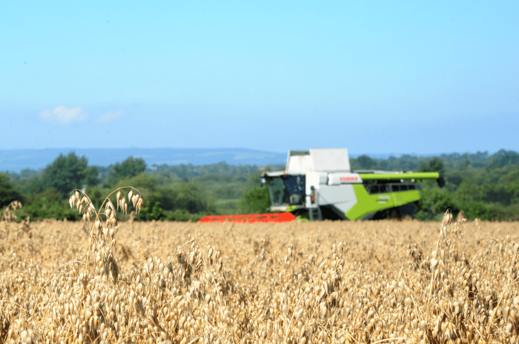 Research: 35% of oat samples contaminated with mycotoxins