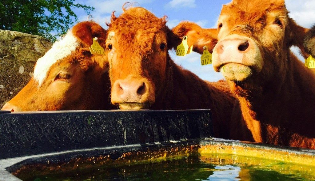 AHDB publishes guidelines for water supply interruption