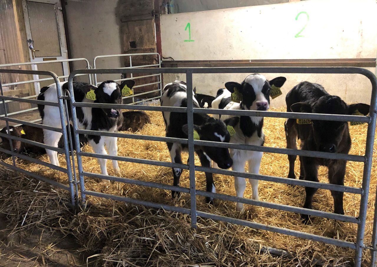 Poots announces change to NI calf TB testing requirements