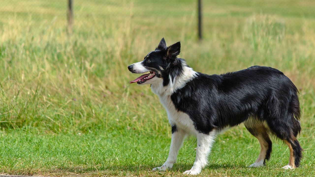 British vets call for stricter dog import rules amid health concerns