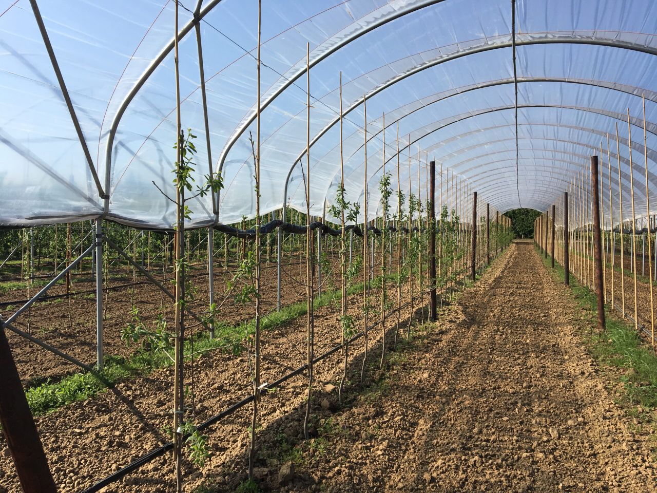 New centre to increase the sustainability and productivity of tree fruit