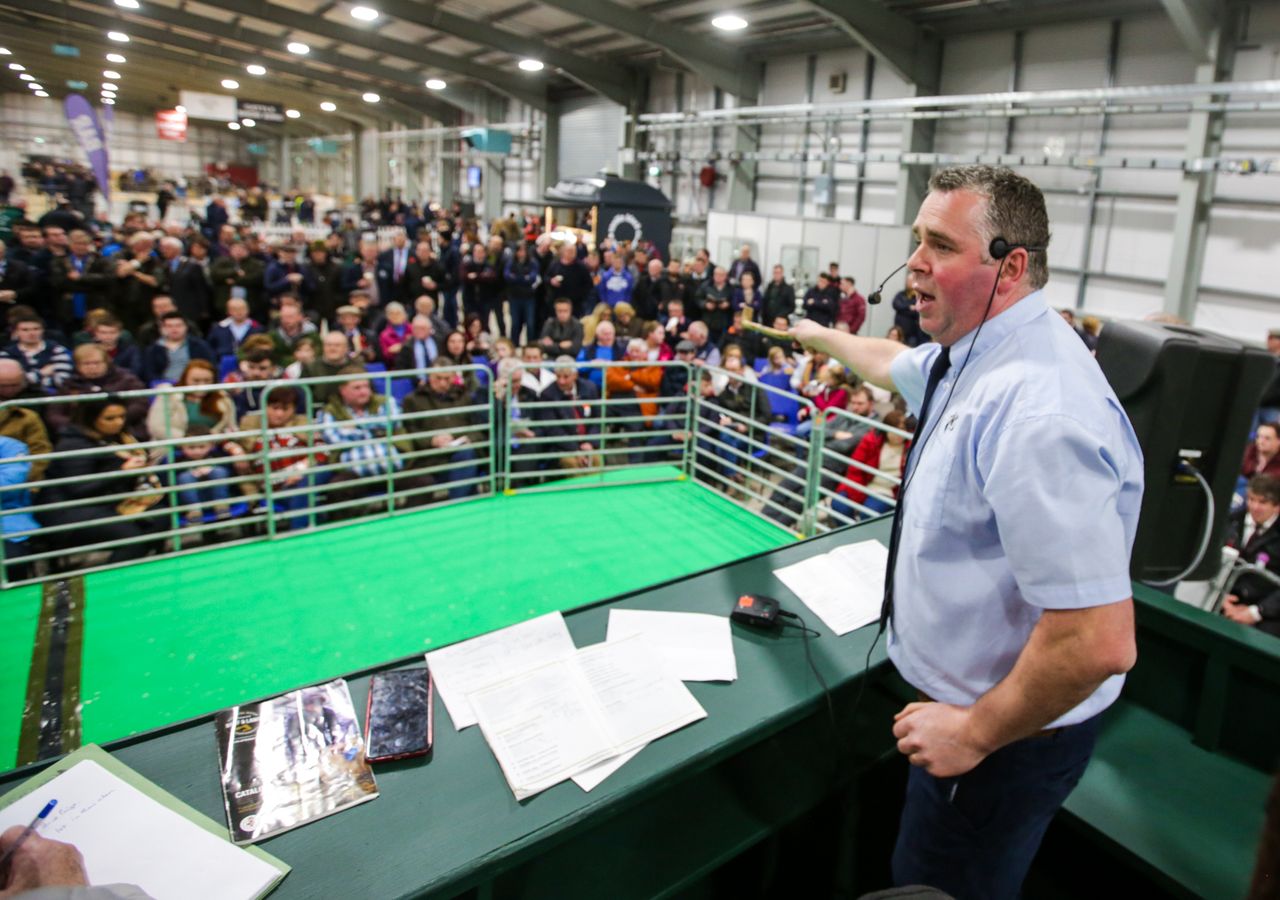 Entries open for 2021 Premier Beef and Lamb Championships