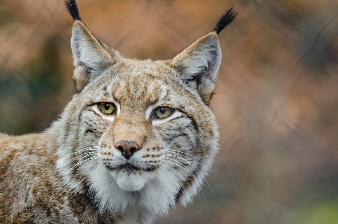 Concern over impact of lynx reintroduction on livestock