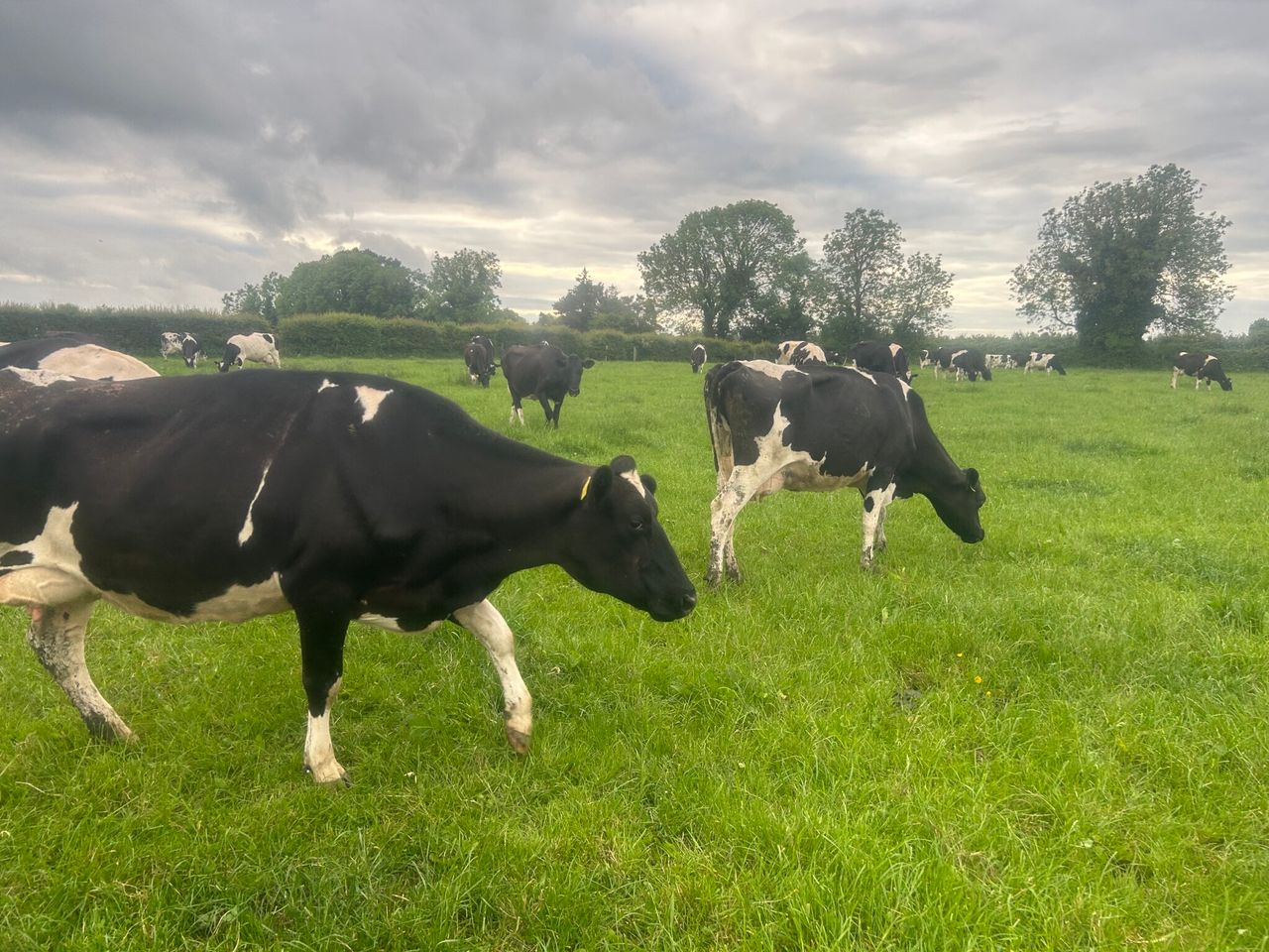 Dairy advice: Developing a herd health plan for 2025