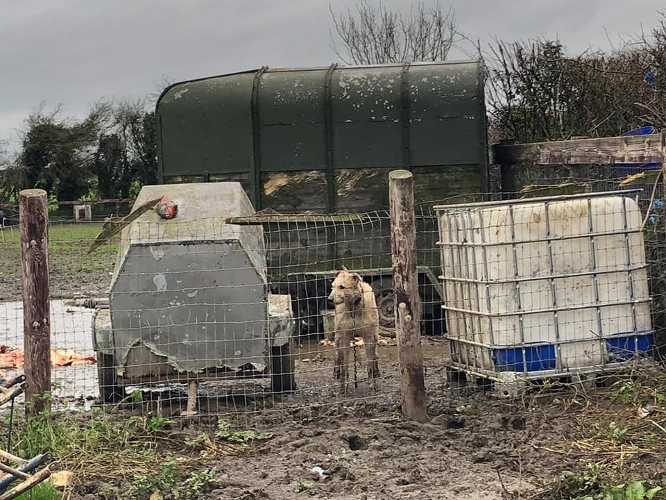 Animal cruelty register petition tabled in the Assembly