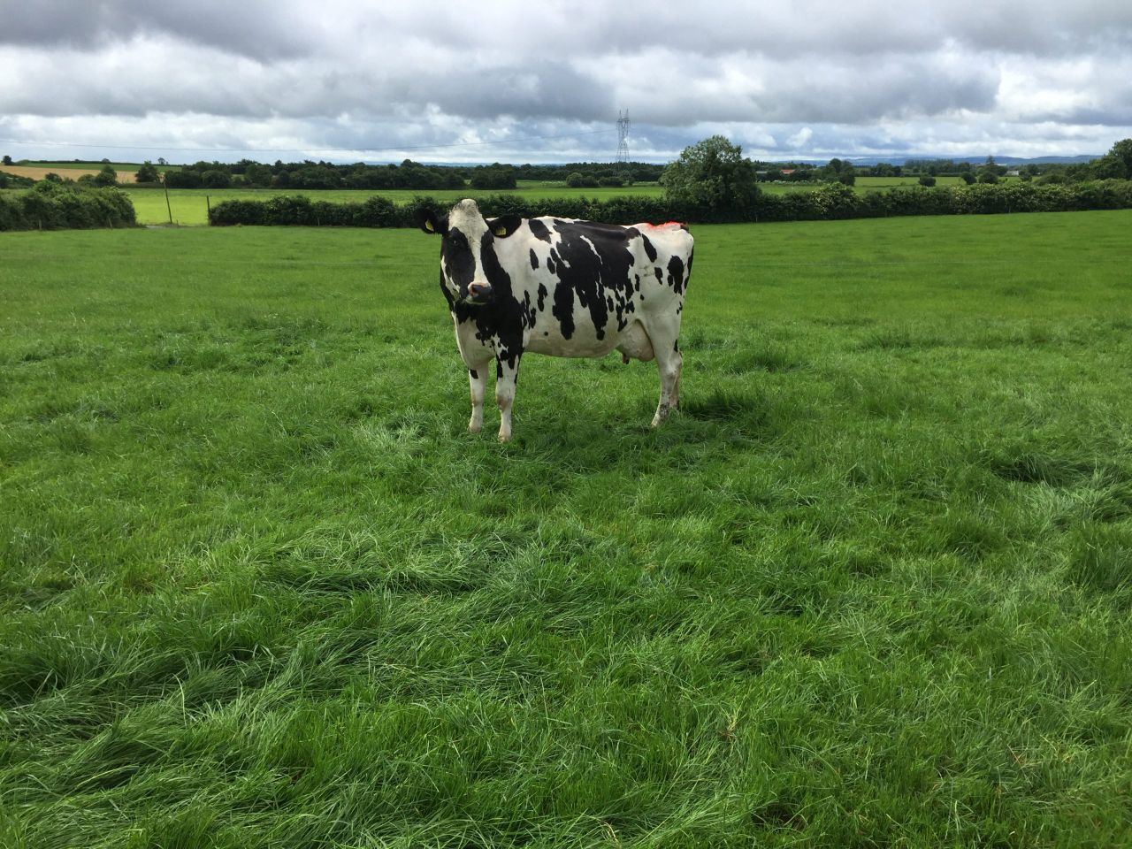 Holy cow - friends' insurance scam hits a wall (as well as a cow)!