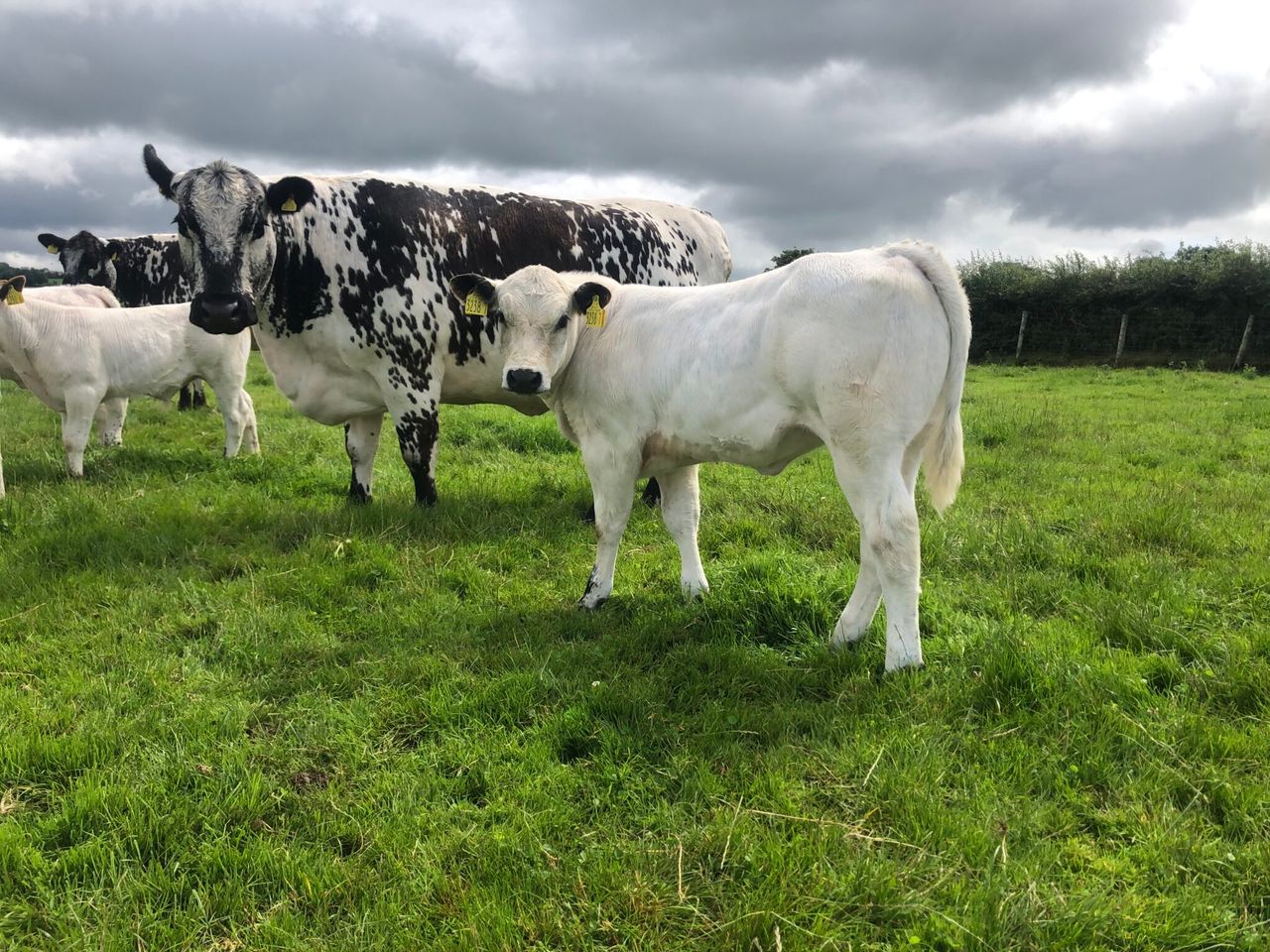 Strong demand for Speckle Park females at Ballymena Mart