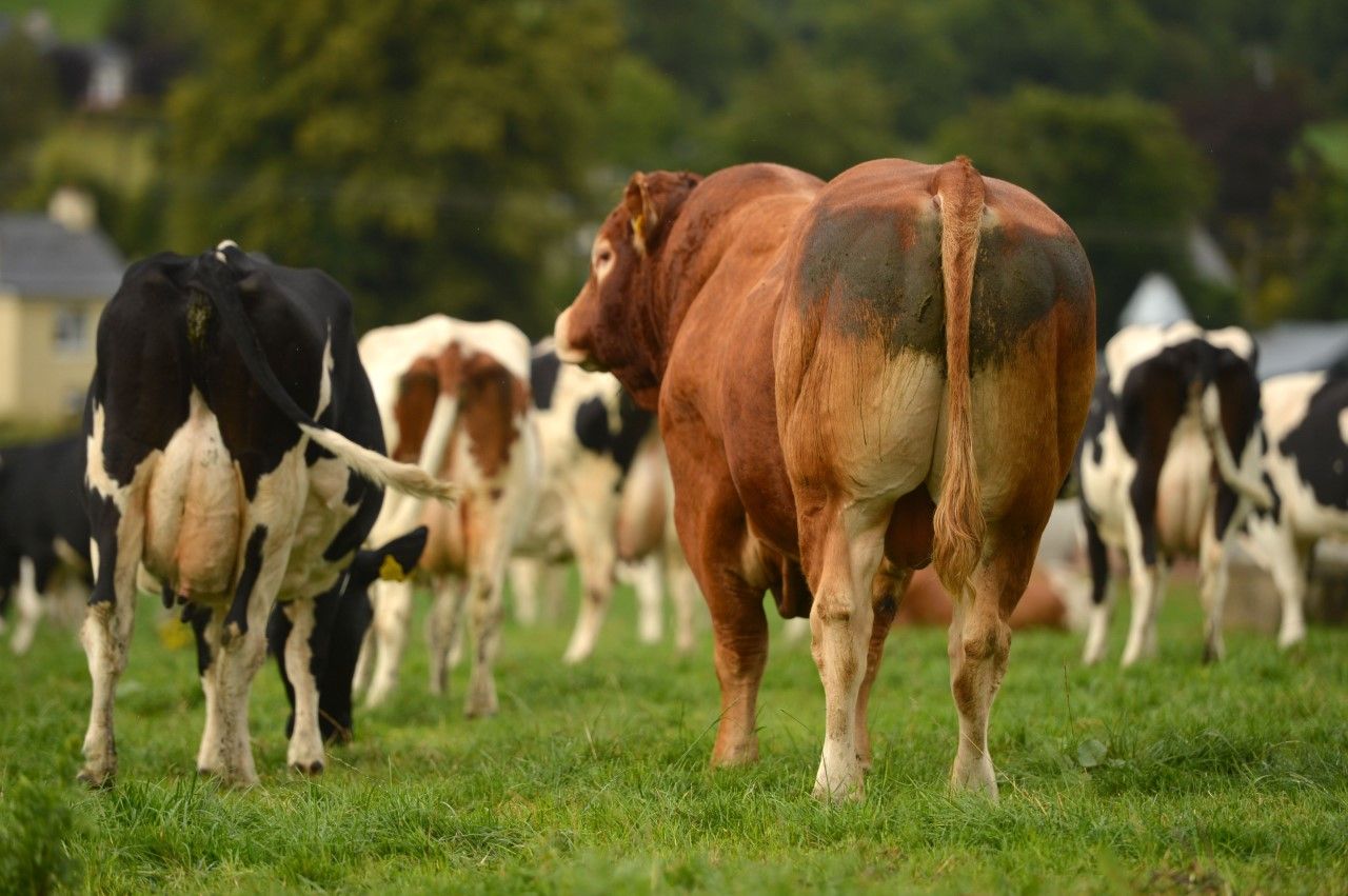 Bluetongue control webinar to be chaired by BCVA secretary