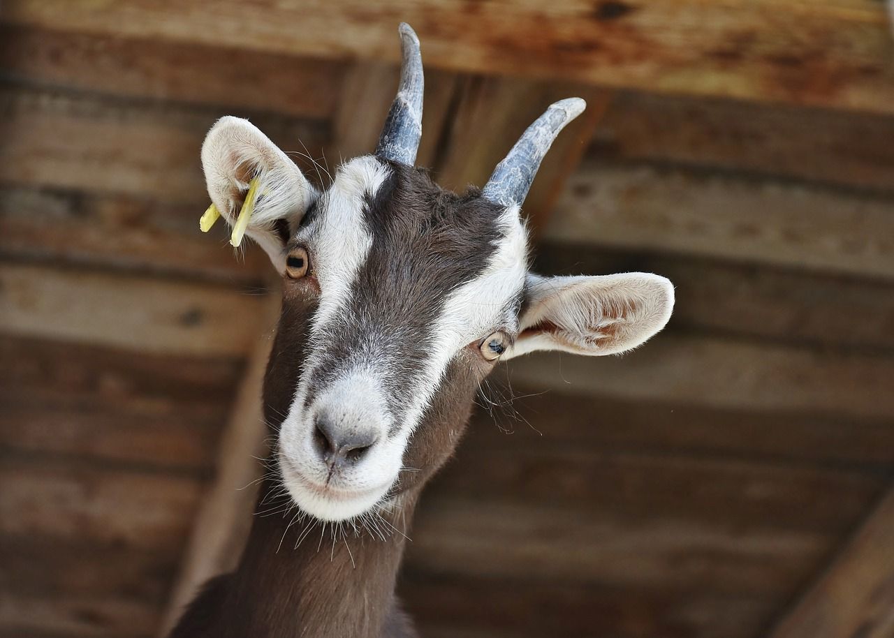 New study finds goats prefer smiling faces