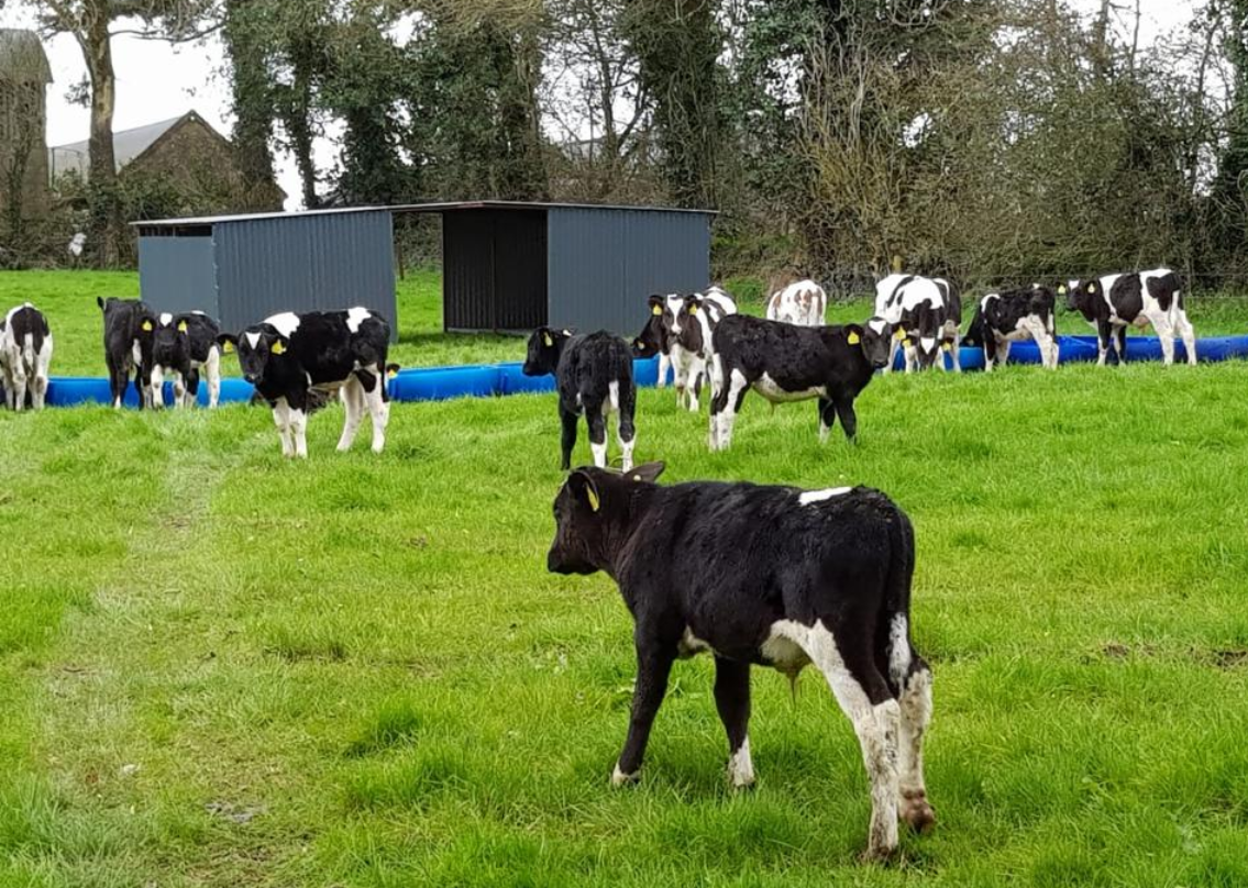 Managing the transition for calves being weaned off milk