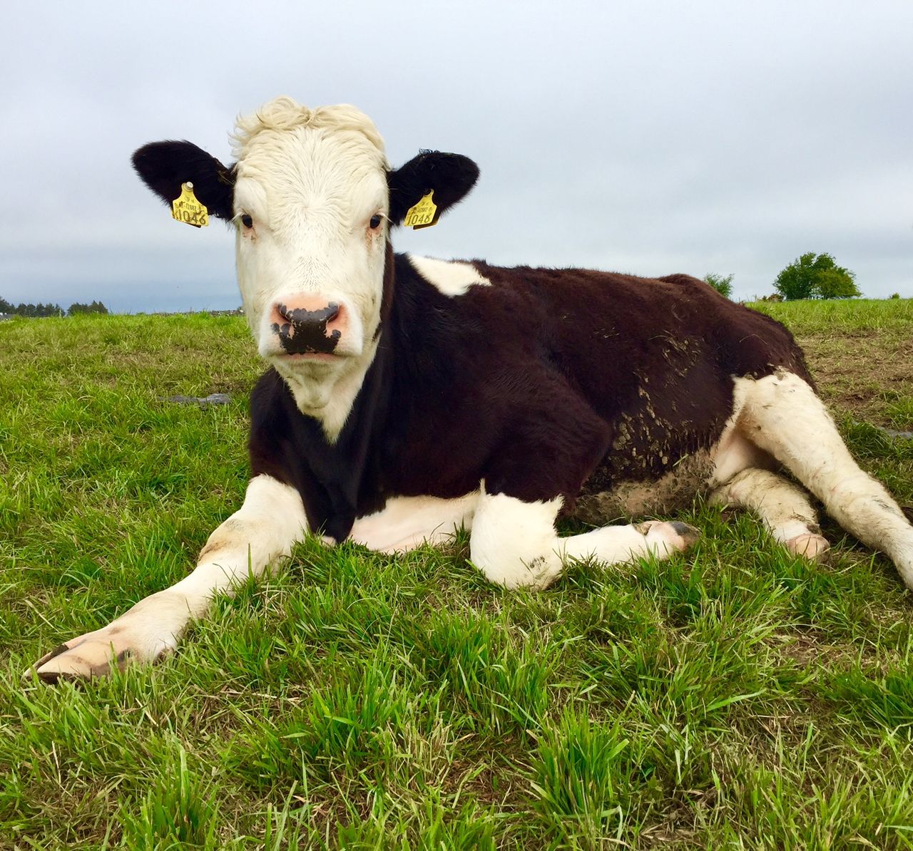 Hereford Prime producer group to increase production by 24% this year