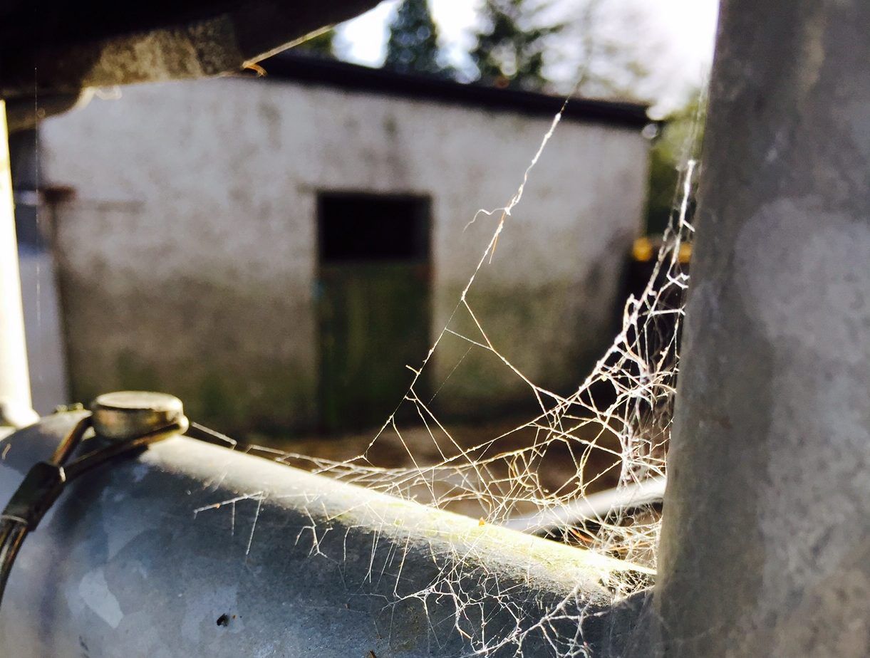 Four calves have lucky escape after falling into slurry tank