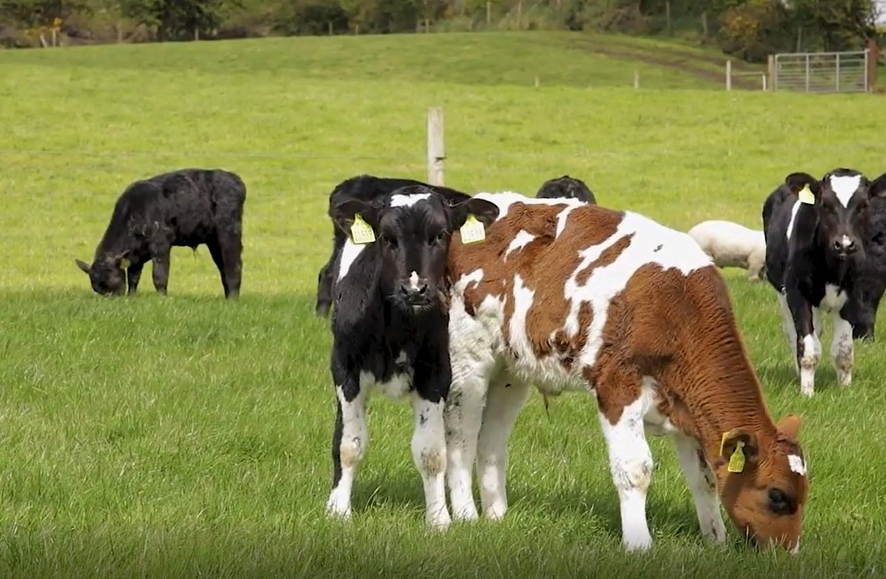 Parts of Co. Armagh on BVD alert