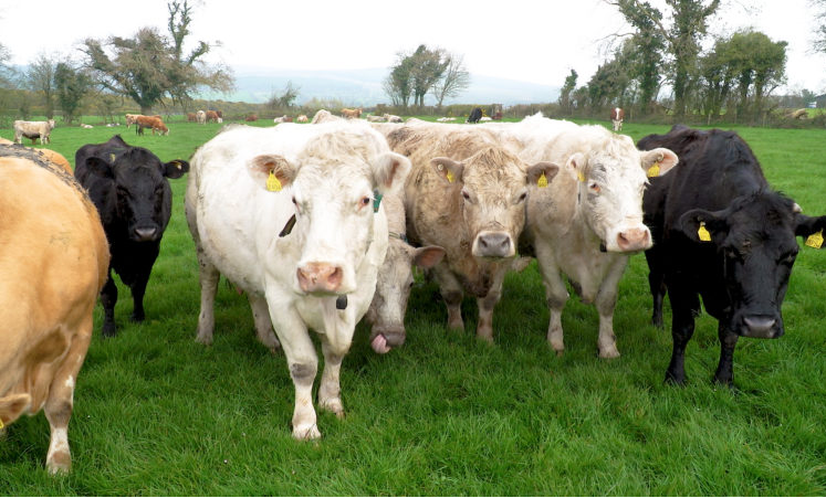Cow trade is coming under pressure in Northern Ireland