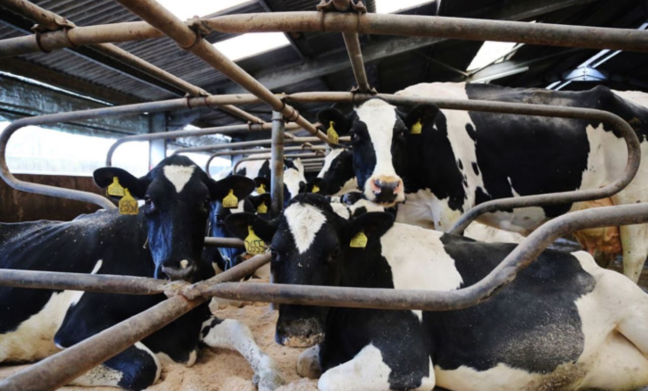 New £8 million Dairy Innovation Centre planned at SRUC