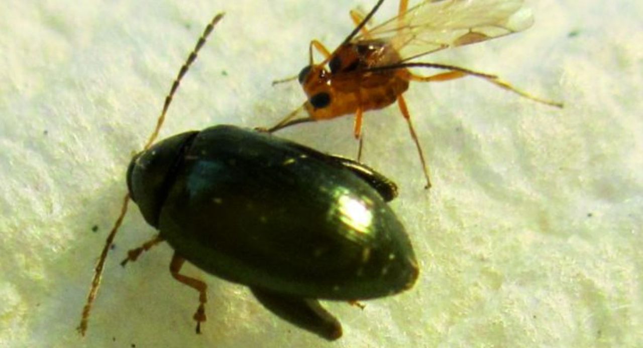 Parasitic wasp discovery offers chemical-free pest control for OSR