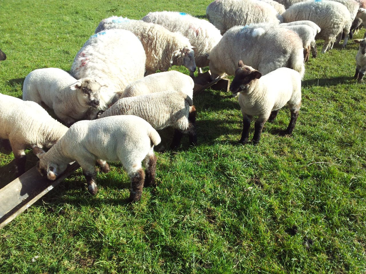 2014 sheep meat production edges up to 58,000t