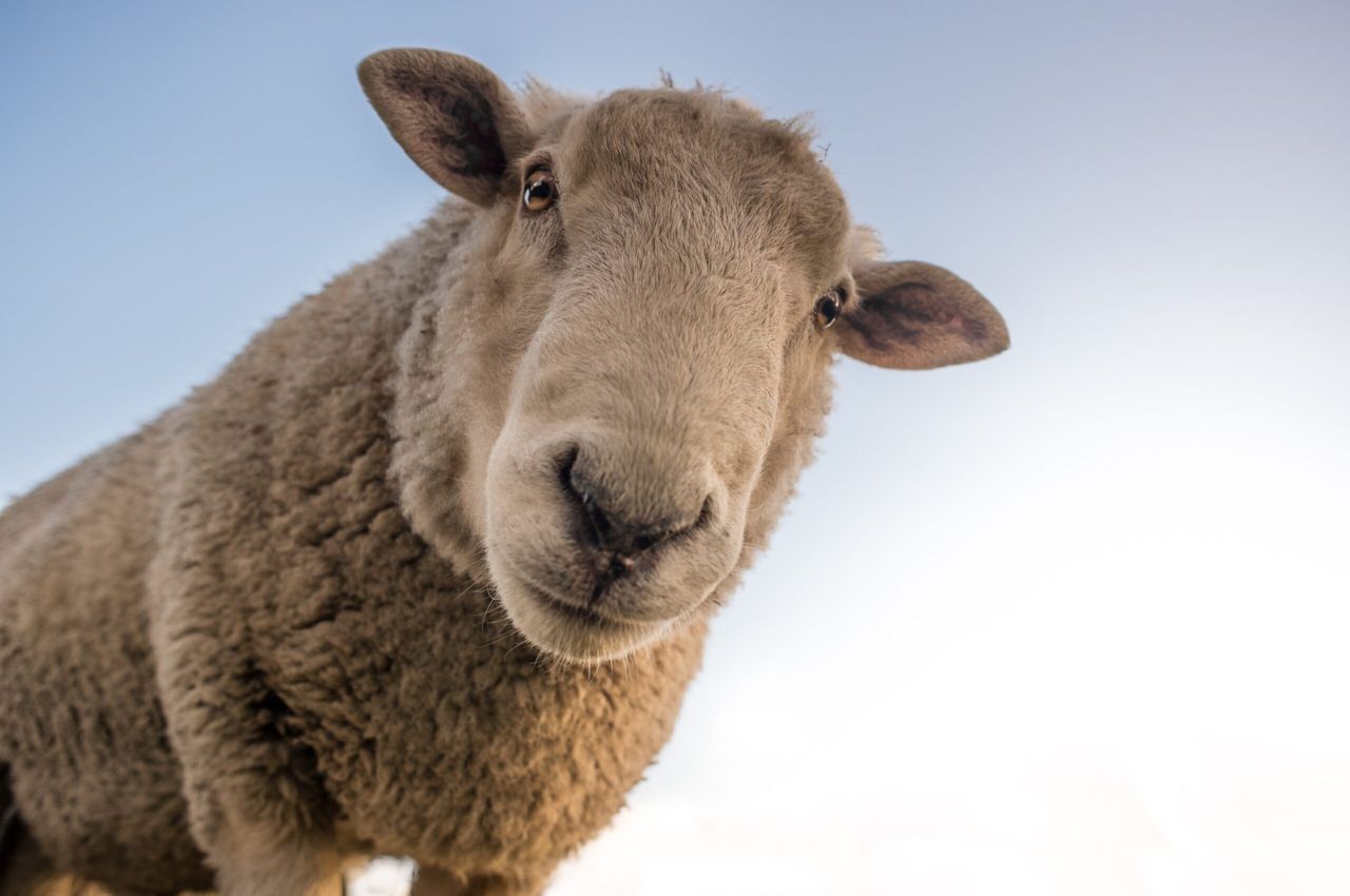Bluetongue 'taking a grip' on Scotland as second case confirmed