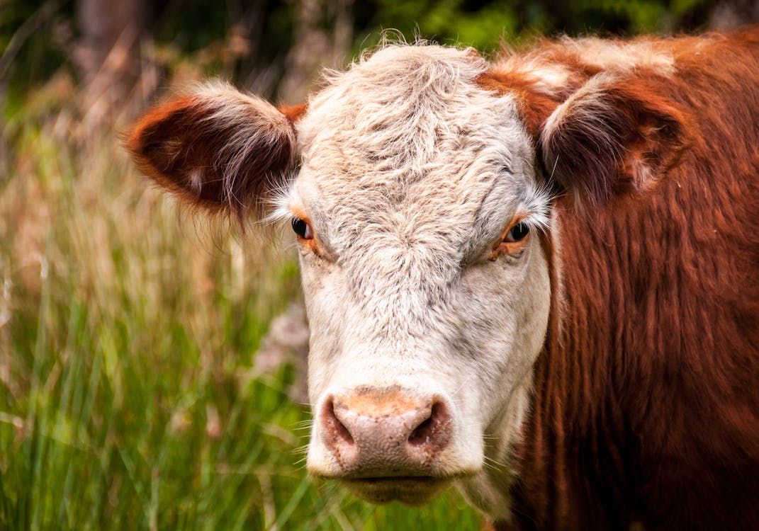 NI brucellosis compensation rates remain unchanged for August