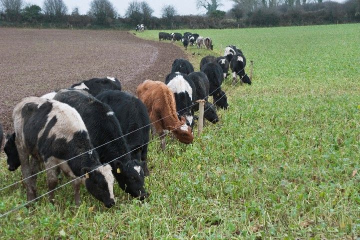 Kale – valuable alternative to conventional winter feeding
