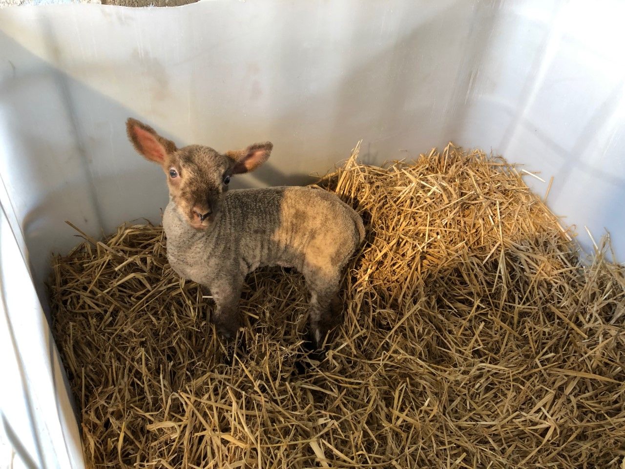 What are the dangers associated with buying in foster ewes and pet lambs?