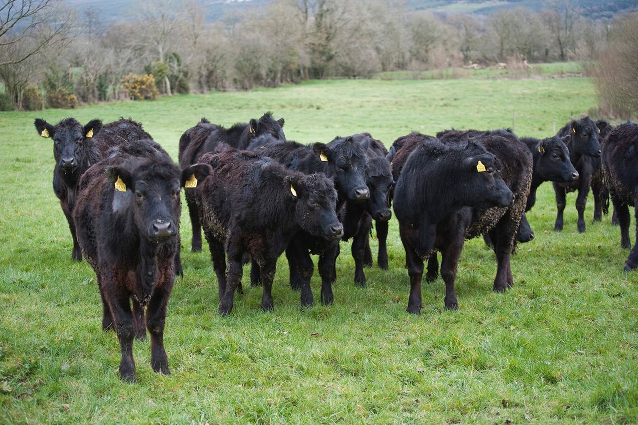 How to manage Johne’s disease in weanling cattle