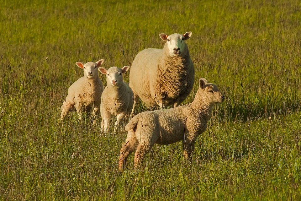 Northern sheep numbers hit highest since 2004