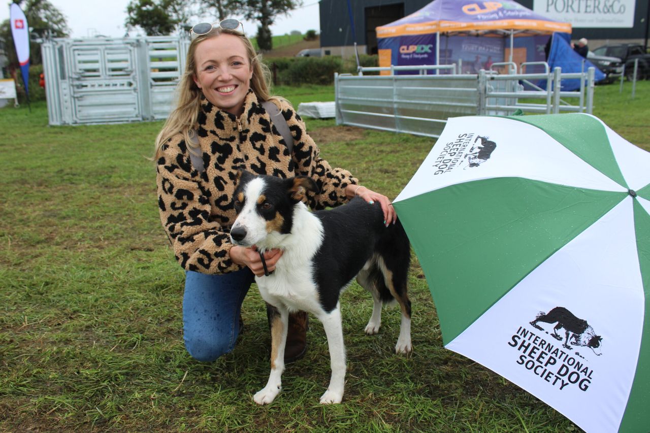 World Sheepdog Trials underway in Down