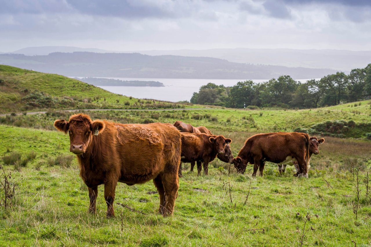 Shemore Farm cattle