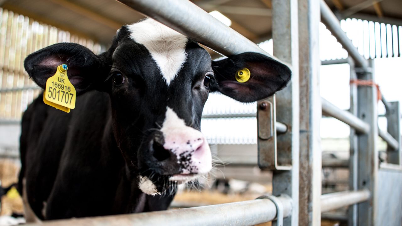 Learn the essentials of calf rearing in one day