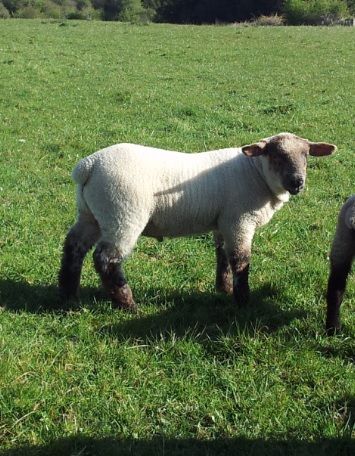 Lambs die after their ears are cut off in 'sick' attack