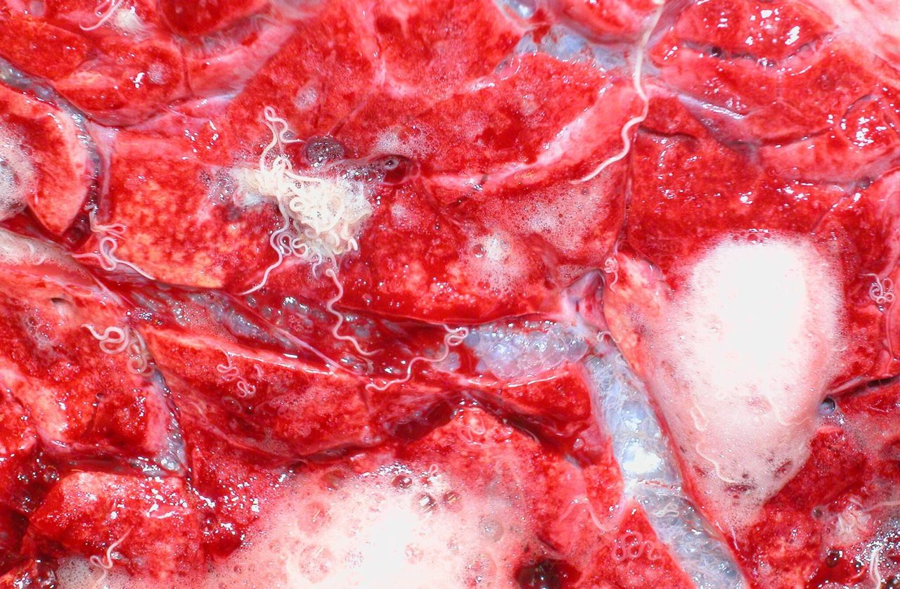 Warning as fatal cases of ‘hoose’ discovered in cattle