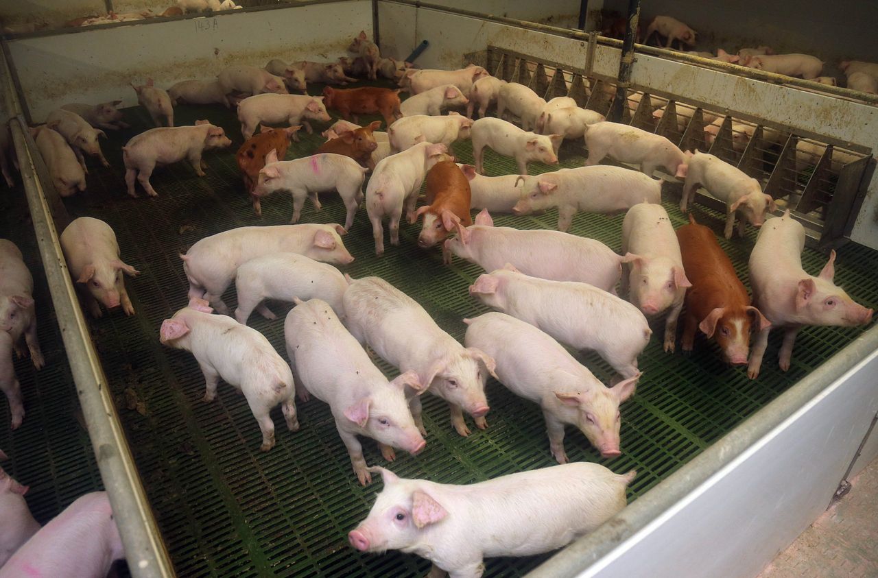 High supply and slowing imports leaves pork prices under pressure - Rabobank