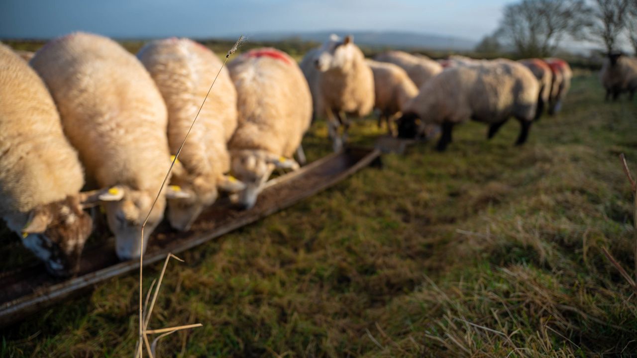 RamCompare webinar to unlock the potential of sheep genetics in NI