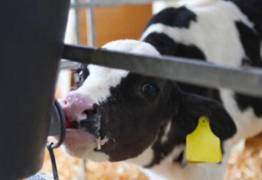 Dairy advice: Keeping excess quality colostrum in reserve