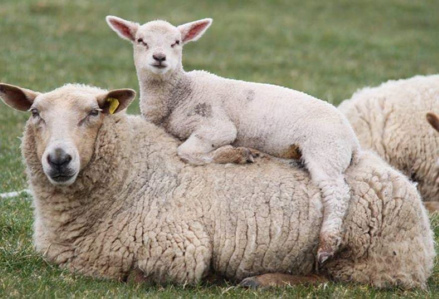 Pregnant women advised to avoid contact with sheep