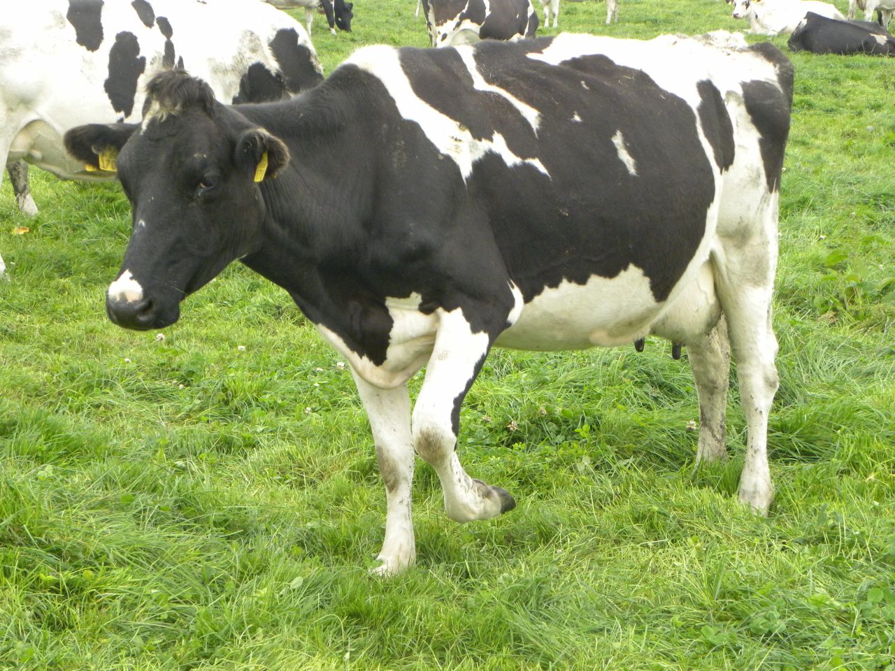 Ostertagia levels running high in spring 2015 - Glanbia