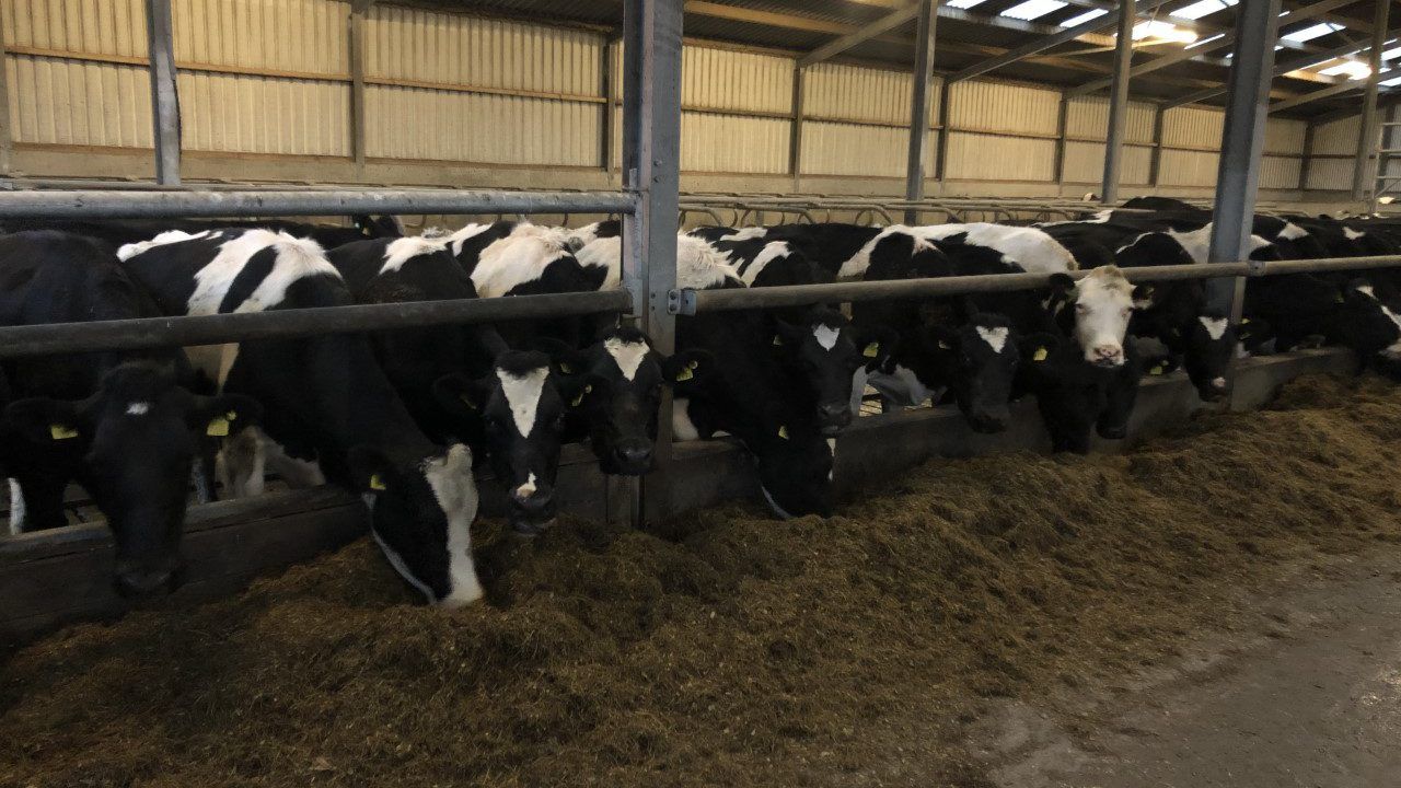Dutch businesses see success with methane-reducing additive