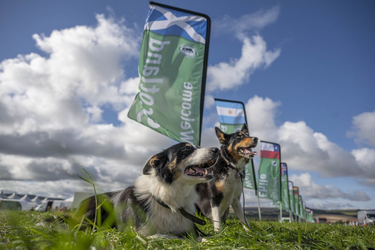 World’s best sheepdogs take to the field in Scotland for 2026 trials