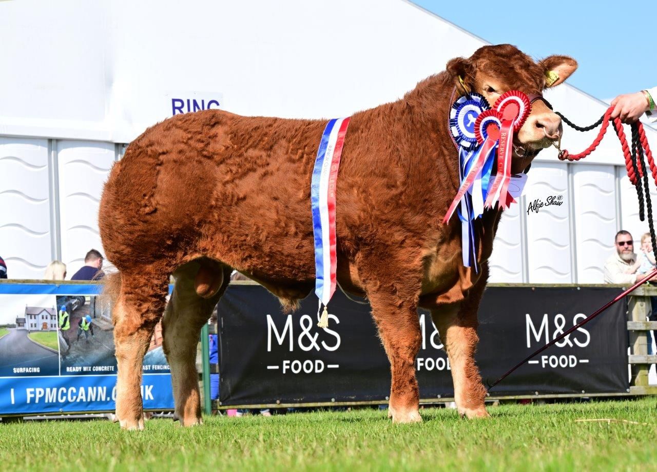 Jalex set to put show-winning bull on the market this month