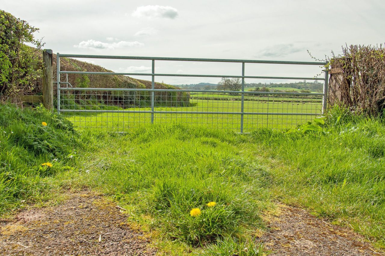 DAERA denies animals were chased or shot multiple times in Tyrone
