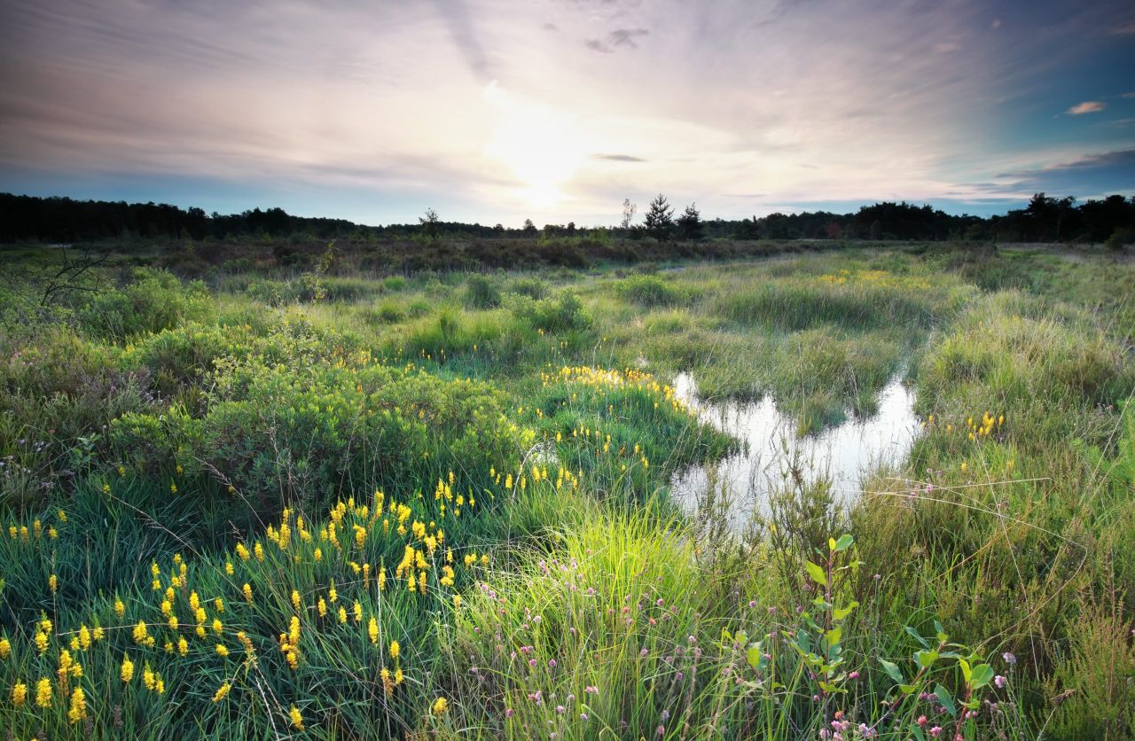 Report warns NI ‘off track’ on nature protection targets
