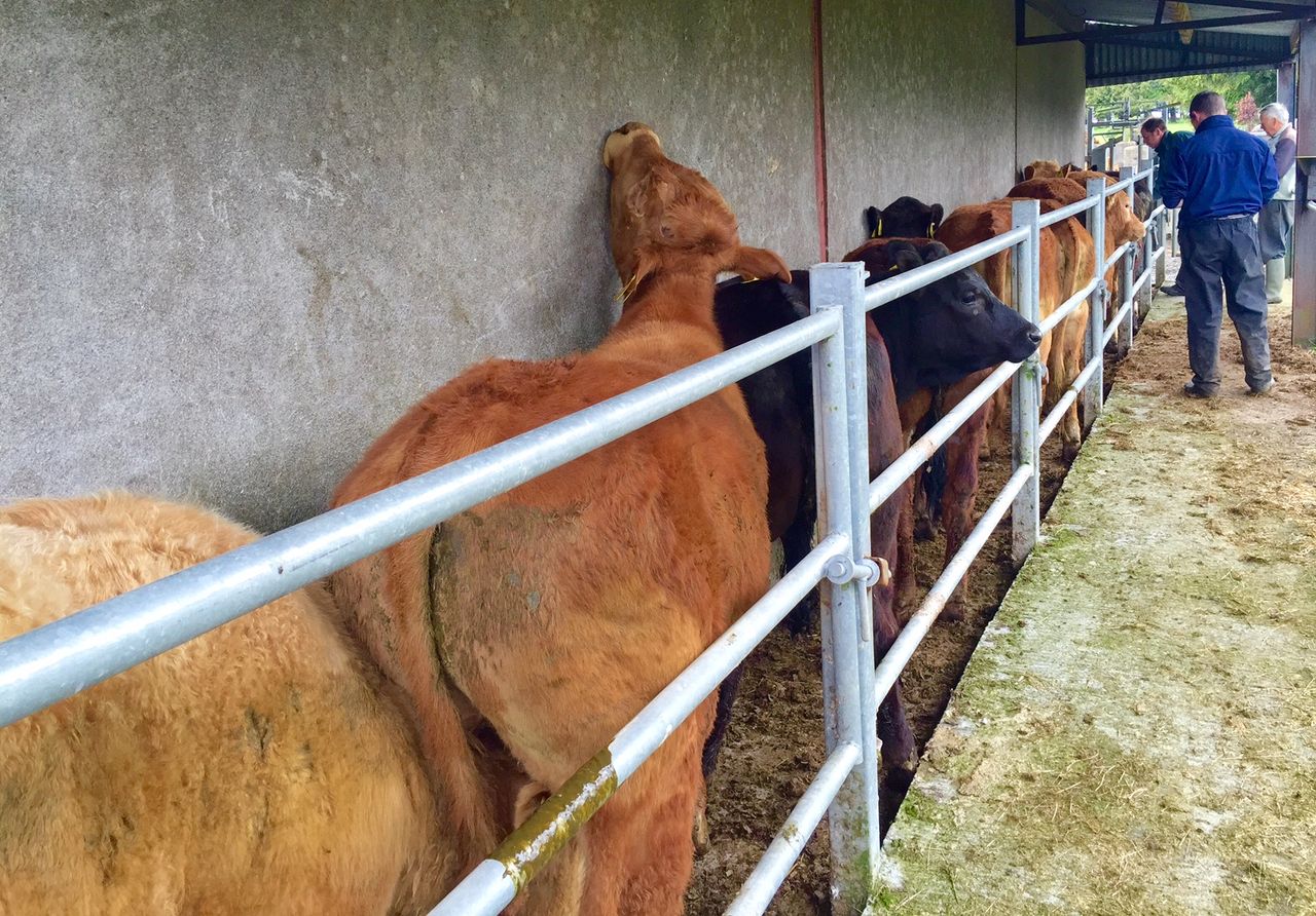 TB levels down on 2014 levels - here's where has the worst herd incidence