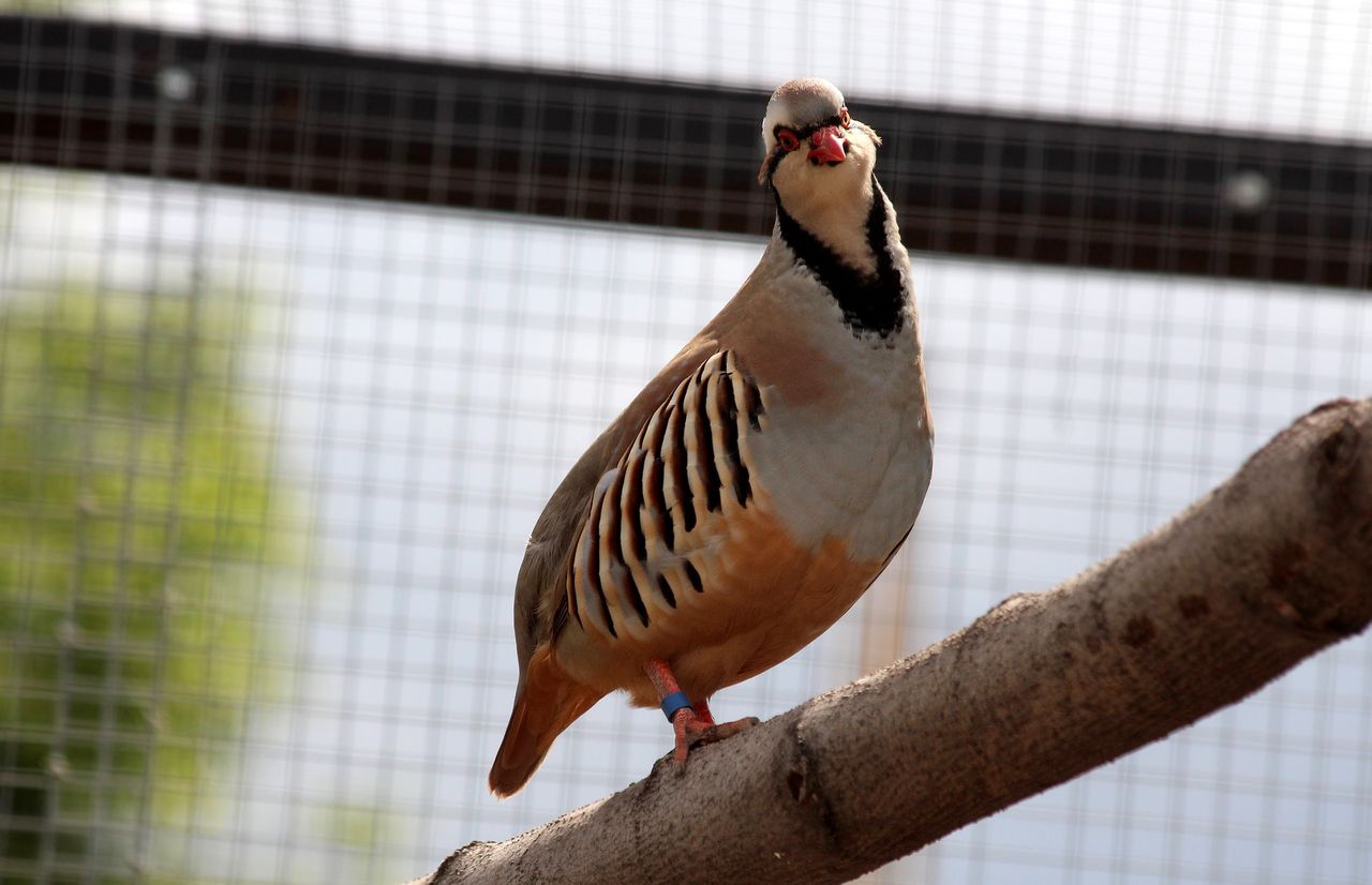 What will the late harvest mean for partridges?