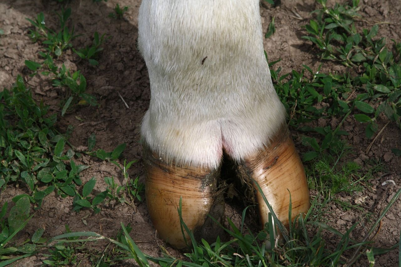 What impact will the hot summer have had on your cows' feet?